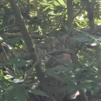 katze_auf_baum_28.jpg