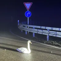 20241231_schwanenrettung_1.jpeg