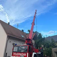 umgestuzter_baum_4.jpeg