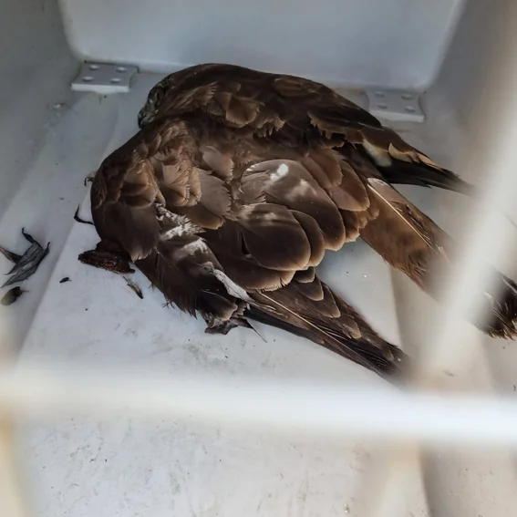 2025.01.10 Rettung Greifvogel Teutonenweg (4).jpeg