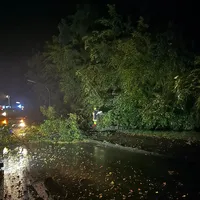 baum_auf_fahrbahn_perchtoldsdorfer_strasse_1.jpeg