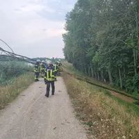2026.07.31 Umgestürzter Baum (1).jpeg