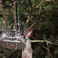 2026.05.21 Katze auf Baum (1).jpeg