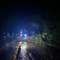 baum_auf_fahrbahn_perchtoldsdorfer_strasse_2.jpeg