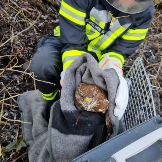 2025.01.10 Rettung Greifvogel Teutonenweg (3).jpeg