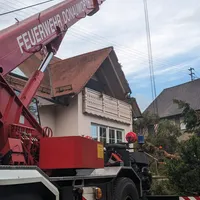 umgestuzter_baum_16.jpeg