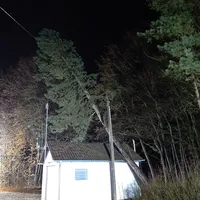 20231222_baum_auf_gebaude_1.jpeg