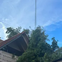 umgestuzter_baum_1.jpeg
